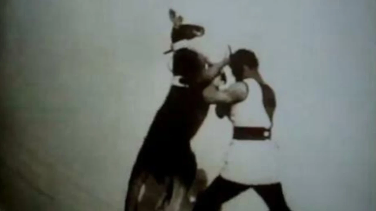 'Boxing kangaroo'